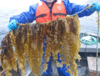 screencapture-saltwire-imgix-net-2024-10-18-kelp-wanted-newfoundland-and-labradors-fledgling-seaweed-in-odgrxof-jpg-2024-10-19-17-33-31.webp