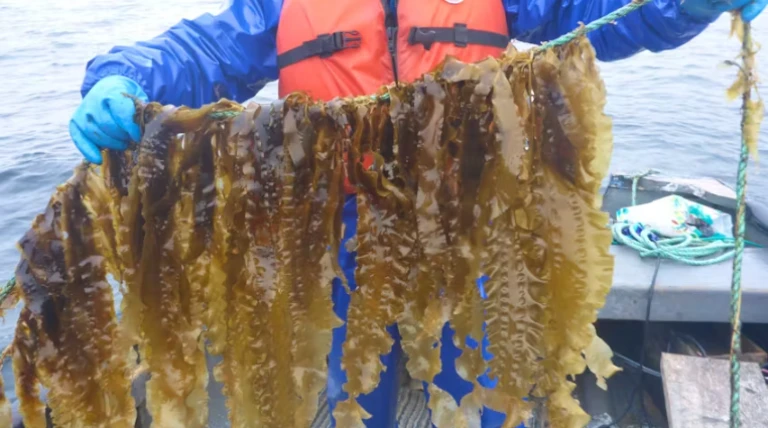 screencapture-saltwire-imgix-net-2024-10-18-kelp-wanted-newfoundland-and-labradors-fledgling-seaweed-in-odgrxof-jpg-2024-10-19-17-33-31.webp